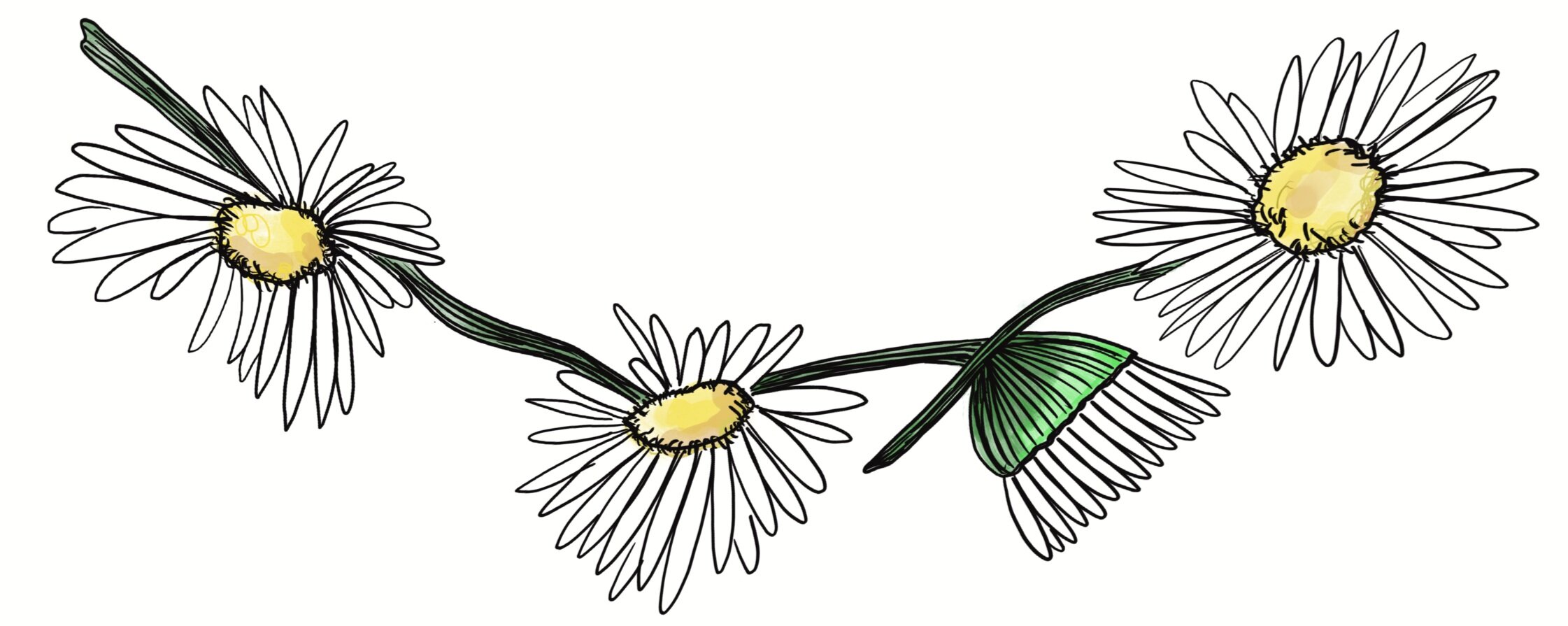 daisy_chain.jpg